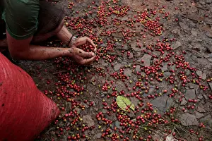 Coffee Prints: A worker collects recently harvested robusta coffee fruits into a sack at a plantation in