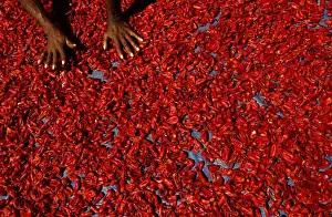 A worker dries nutmeg in the sun at Kramomongga district in Fakfak