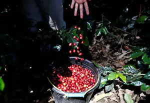 Indonesia Prints: A worker harvests arabica coffee cherries at a plantation near Pangalengan, West Java
