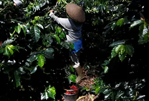 Indonesia Prints: A worker harvests arabica coffee cherries at a plantation near Pangalengan, West Java