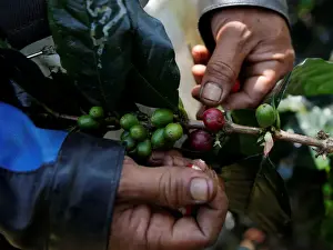 Indonesia Prints: A worker harvests arabica coffee cherries at a plantation near Pangalengan, West Java