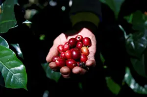 Indonesia Prints: A worker harvests arabica coffee cherries at a plantation near Pangalengan, West Java