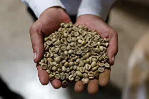 Coffee Prints: A worker shows coffee beans at coffee company Simexco Dak Lak Limited in the town of Di