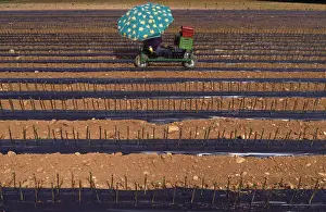 Prints of A worker sitting on a cart plants vines of Cabernet Sauvignon grapes in a field on the outskirts of the village of Flaibano, located in the Fruili region of Italy, April 28, 2018. REUTERS/David Gray Global Prints: A worker sitting on a cart plants vines of Cabernet Sauvignon grapes in a field on