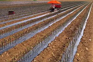 Agriculture Prints: A worker sitting on a cart plants vines of Cabernet Sauvignon grapes in a field on