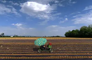 Agriculture Prints: A worker sitting on a cart plants vines of Cabernet Sauvignon grapes in a field on