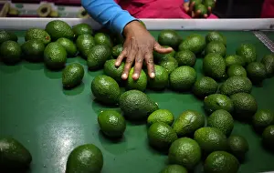 A worker sorts avocados at a farm factory in Nelspruit in Mpumalanga province