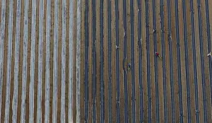 Abstract Prints: Workers harvest asparagus in field of asparagus farm in Preschen