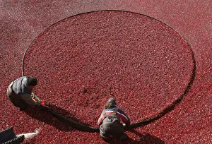 Workers harvest organic cranberries at Canneberges Quebec farm in St-Louis-de-Blandford