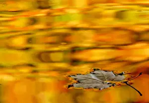 A yellow leaf drifts in a pond in one of the citys many parks in St. Petersburg