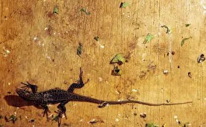 A young Giant Lizard rests in a cage in Spains Canary Island of El Hierro