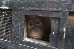 Indonesia Prints: A young Sumatran orangutan looks out from its travel cage as it arrives at the Sumatran