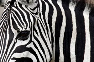 Animal Prints: Zebra is seen in Masai Mara game reserve