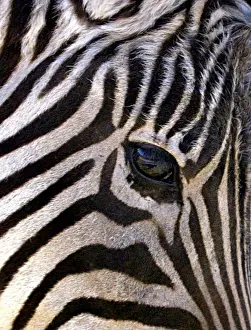 A zebra turns his head during a warm spring day in Amman public park