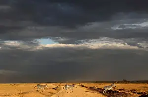 Kenya Prints: Zebras cross a road just before rain in Amboseli National Park