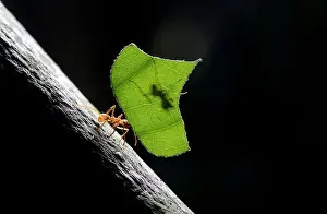 Zompopa ant reared for human consumption is pictured in the insect farm of biologist