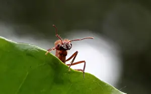 A zompopa ant reared for human consumption is pictured in the insect farm of biologist