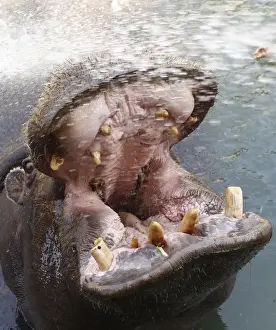 A zookeeper sprays water on a hippopotamus to help it cool down at Belgrades zoo